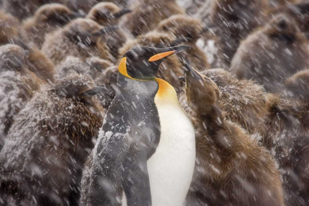 South Georgia Isl, Young king penguin begs